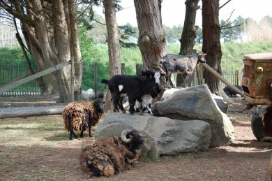 Les chèvres et moutons de la mini-ferme du camping